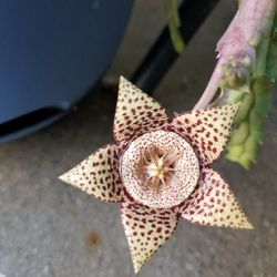 RARE SUCCULENT Huernia Schneiderana