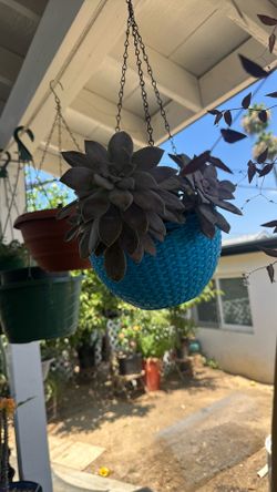 Hermosa planta