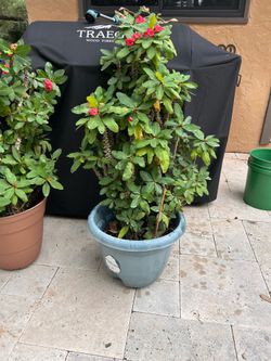 Crown of Thorns “Double bloom”