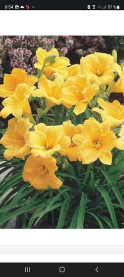 Beautiful Perennials