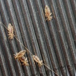 Got Lice? Lice Comb/Lice Shampoo
