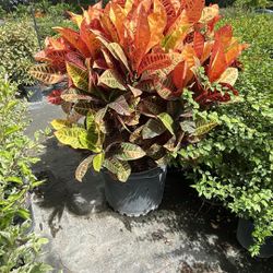 Croton Petra - 15gl