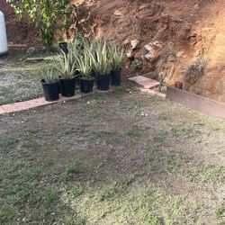 Savila.        Aloe Vera 