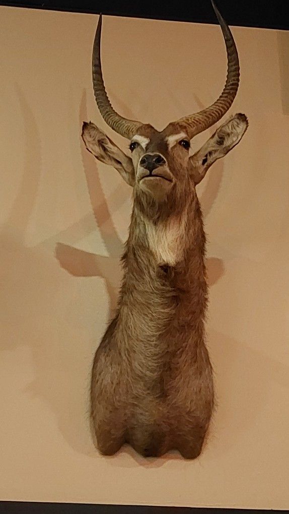 Water Buck Shoulder Mount
