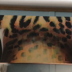 Tiger And Leopard Eye Pictures