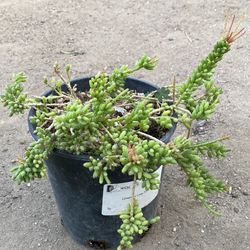 Succulent Sedum Un Gallon Pot 