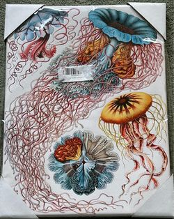Ernst Haeckel Canvas Print 16”x12” (New)