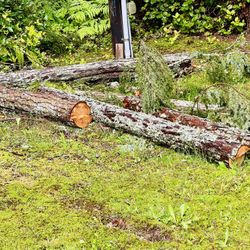 Free Logs