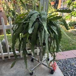 Pink Cactus Orchid Plant
