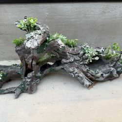 Fish Tank Coral