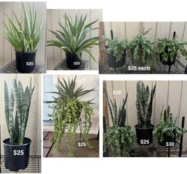 Large Plants, Snake, Elephant Bush, Aloe Vera
