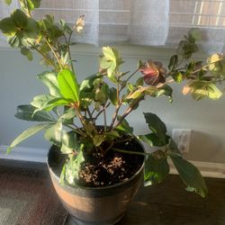 Plant nice for inside and outside! 