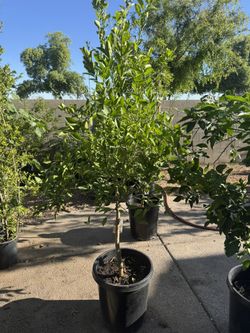 Limón Mexicano