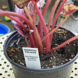 Rex Begonia Kotobuki 6 Inches Pot