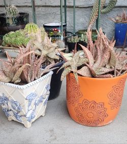 Pink Blush Aloe Vera Plant