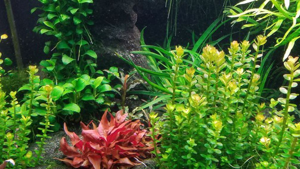 Aquarium Plant: Rotala Bonsai