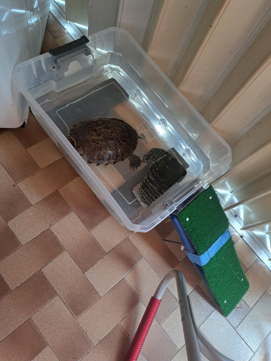 Tortuga