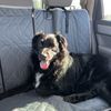 Gina