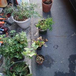 Various plants for sale $5 and up