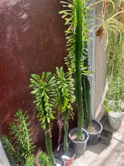 Tall Potted Euphorbia Cactus Plant