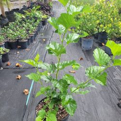 Mulberry 'Thai Everbearing'
