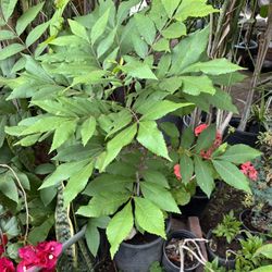 Walnut Tree 