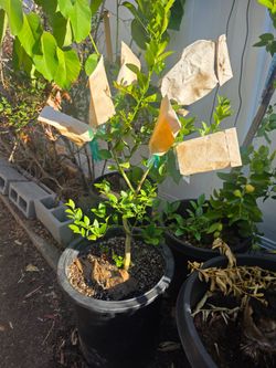 Multi Grafted Citrus Tree in a 15 gallon container