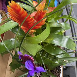Flowering Indoor Or Outdoor Bromeliad Plants