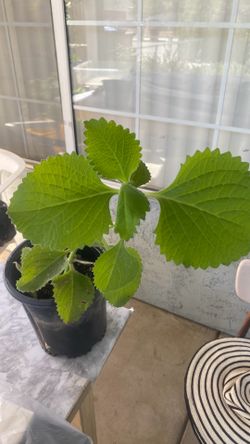Oregano orejon