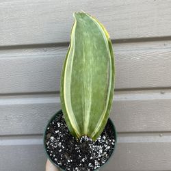 6” Variegated Whale Fin Sansiveria 