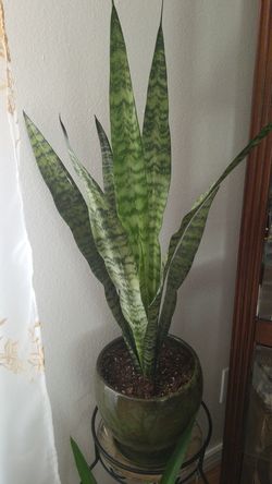 Sansevieria (Snake Plant Mother-in-Law's Tongue)