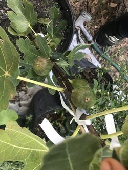 Fig Fruit Tree