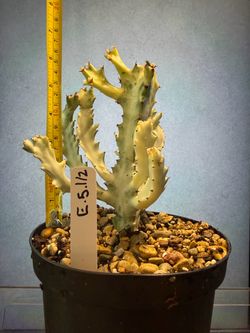 Dragon Bone Euphorbia.5.1/2