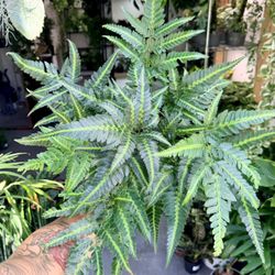 6” Fern ‘East Indian Holly’ $27.99💚💛💚