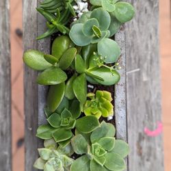Beautiful Succulent Arrangement 
