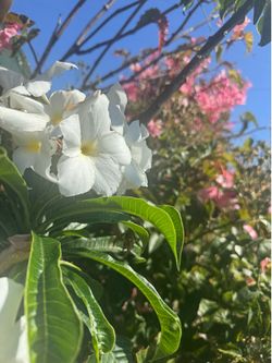 White plumeria count for Hawaii I’ll try to cut in half and I sell the half for $40. It’s hard to find me.
