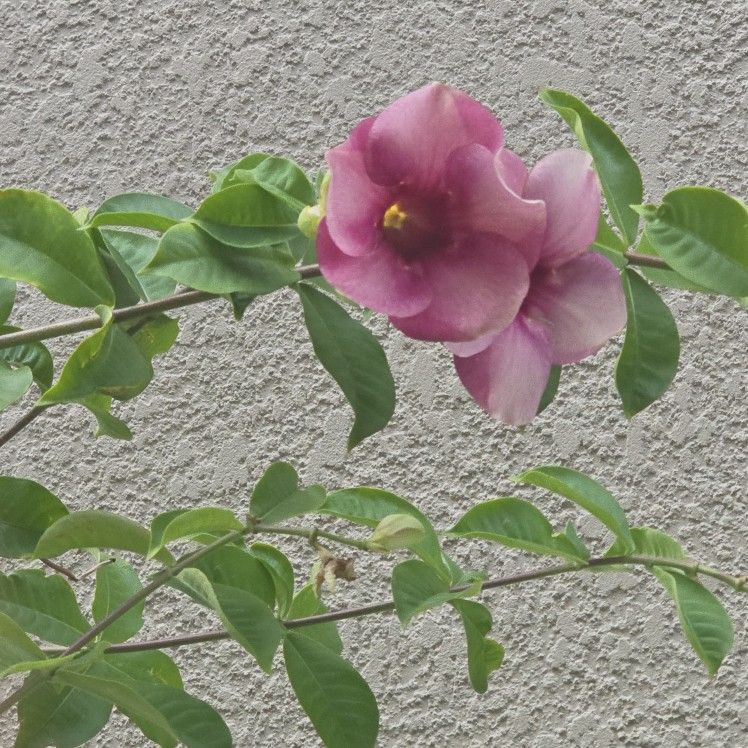 TRUMPHET PLANT $45 CASH ONLY