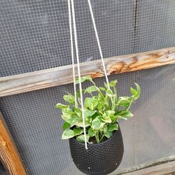 Njoy Pothos Plant 6" Hanging Ceramic Pot