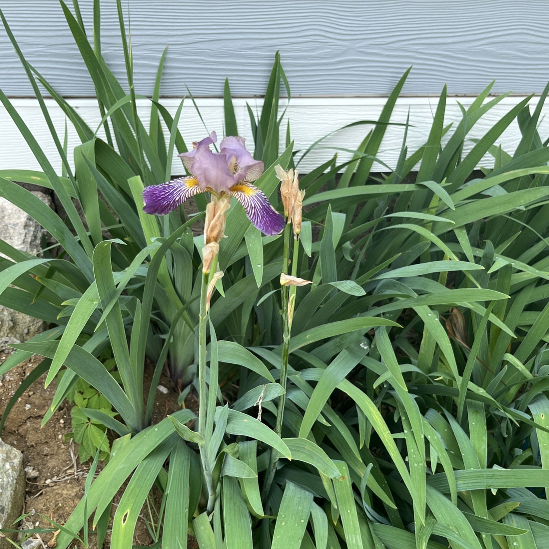 Purple Bearded Irises