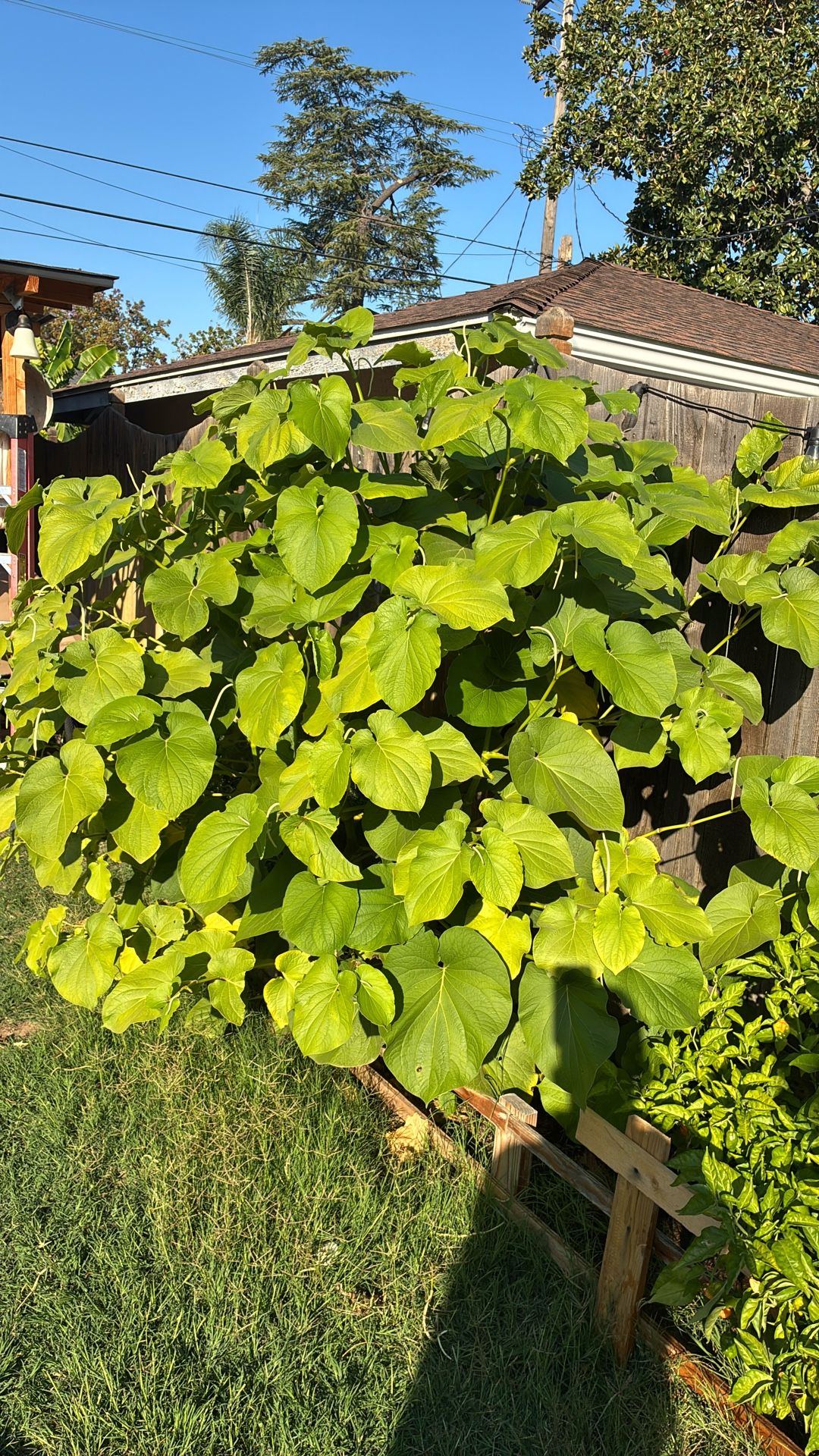 Se Regala Hoja Santa O Acuyo