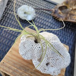 Coral Rock w/wo Airplant