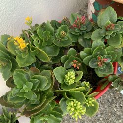 The Thriving And Healthy Plants Each $10 