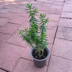 Large Beautiful Succulent Plant Flower Tree Bonsai Home Patio Yard Garden Pot Lawn 