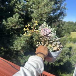 Live succulent arrangement - great gift