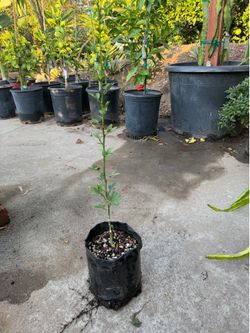 Rootstock poncirus trifoliata 'flying dragon for grafting