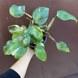 Philodendron White Knight