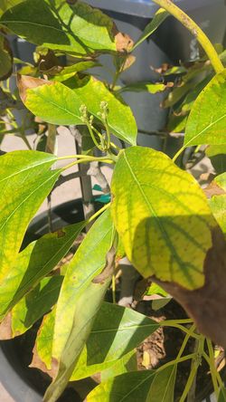 Hass avocado 20gallon