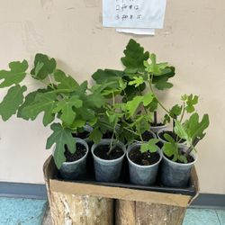 Fig Tree(Gray)