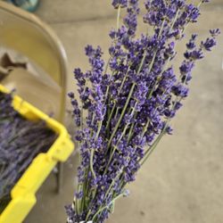 Lavender Bundles 