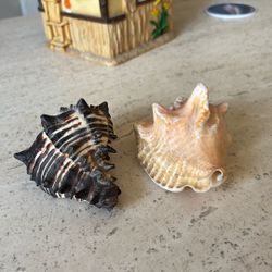 Two Sea Shells 🐚 